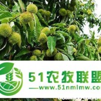 **板栗苗、大果板栗樹苗