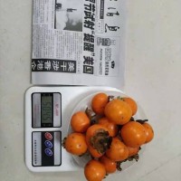 小果甜柿是一種什么植物 羅正榮