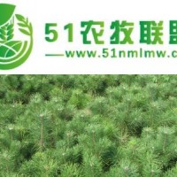 山東白皮松基地 白皮松種植 白皮松批發(fā)價格