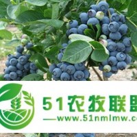 藍(lán)莓苗價格