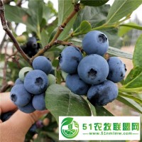 藍莓苗價格 藍莓3年杯苗批發(fā)