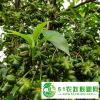 岑溪八角苗 高產(chǎn)矮化**八角嫁接苗 木王品種