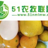 脆蜜金柑的市場價格多少-南寧脆蜜金柑苗批發(fā)價格崇左脆蜜金柑苗有賣