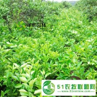 澤熙供應(yīng)無花果果樹果苗嫁接苗批發(fā)