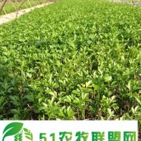 高規(guī)格枸橘苗 圍墻*枸橘苗 嫁接*枸橘苗 當(dāng)年枸橘小苗