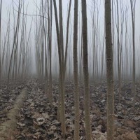 信陽 楊樹苗基地