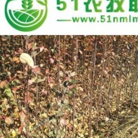 寒富蘋果苗啥地區(qū)的好 怎么選