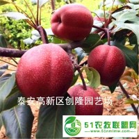 脆甜柿子苗品種介紹，甜柿子樹苗價格