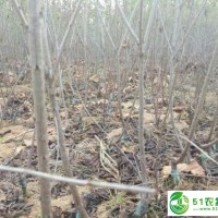 果樹(shù)種植