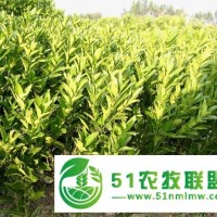 南豐蜜桔苗價格 南豐蜜桔苗價格 南豐蜜桔樹苗價格