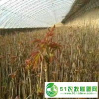 占地綠化香椿苗 矮化紅油香椿 大棚香椿苗 紅芽香椿樹(shù)苗 紅油香椿樹(shù)苗 露天香椿苗 綠油菜香椿苗 山東紅油香椿 香椿樹(shù)芽