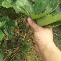云南草莓苗、草莓苗詢價(jià)