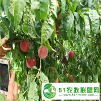 2年桃樹苗價(jià)格一棵,秋彤桃樹苗枝條修剪注意事項(xiàng)