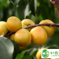 珍珠油杏苗_珍珠油杏苗供應(yīng)_珍珠油杏苗供應(yīng)批發(fā)