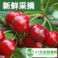 櫻桃