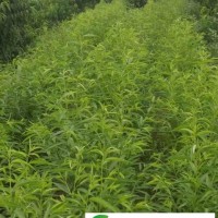 臨朐柳山鎮(zhèn)桃樹苗_臨朐盛柳家庭農場