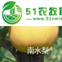 秋月梨苗，包金梨苗，油桃苗，甜柿苗，石榴苗，山楂苗，維納斯黃金蘋果苗