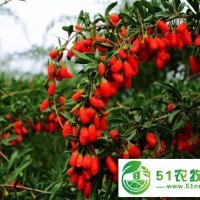 枸杞樹，寧杞1號、5號、7號，精心栽培，大量拋售，優(yōu)惠多多