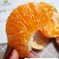 浙江甘平柑橘苗晚熟柑橘_千思農(nóng)林1年生苗均高55公分_苗木健壯