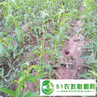 桃樹苗批發(fā)價格 桃樹種子采摘的技巧