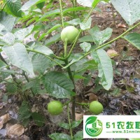 山東大量供應(yīng)果樹(shù)苗 核桃苗 香玲核桃苗 個(gè)大飽滿核桃苗