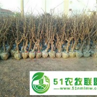 山東果樹基地金絲小棗樹苗農(nóng)戶供應規(guī)格齊全