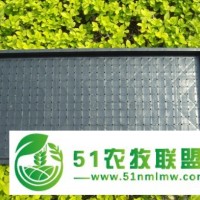 臨湘水稻育苗盤價(jià)格