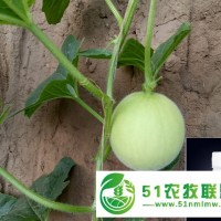 大棚黃瓜施肥要施哪種肥，來(lái)卡希諾看一下吧
