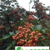 2015日本無(wú)刺大紅袍花椒苗