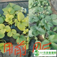 聚天門冬氨酸價格沃樸豐聚天門冬氨酸250ml草莓沖施肥草莓葉面肥