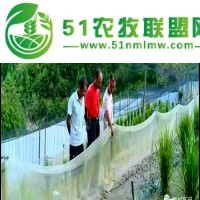 浙江嘉興九嘉青蛙苗預(yù)售中