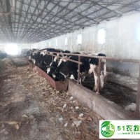 齊齊哈爾富?？h*奶牛飼養(yǎng)合作社