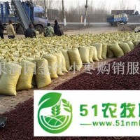 廠家批發(fā)養(yǎng)殖飼料棗牛羊食用適口性好價(jià)格低