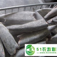 上海冷凍魚進(jìn)口代理報關(guān)公司