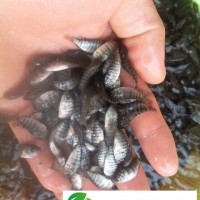 廣西賀州供應羅非魚苗，羅非魚苗批發(fā)，羅非魚苗價格