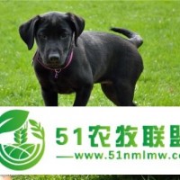南京拉布拉多,南京拉布拉多幼犬,寵享家寵物商貿(mào)