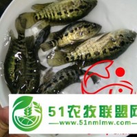 宿州淡水石斑魚(yú)苗價(jià)格 石斑魚(yú)淡水苗
