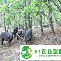 河北黑豬繁育價(jià)格