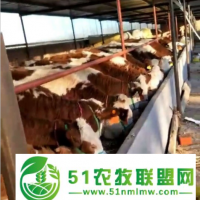科左后旗肉牛價(jià)格，科左后旗肉牛