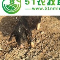 供應焦作禾泰肉品系列藏香豬養(yǎng)殖基地