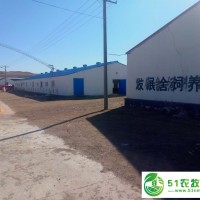 內(nèi)蒙古肥羊養(yǎng)殖價格