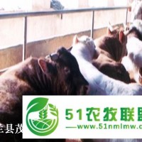 依蘭較*的肉牛養(yǎng)殖企業(yè) 肉牛牛犢價(jià)格 養(yǎng)牛場(chǎng)聯(lián)系電話(huà)