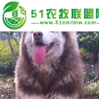 阿拉斯加雪橇犬,邊境牧羊犬價(jià)格,明欣寵物
