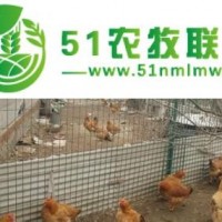 廠家以較低的價格供應(yīng)批發(fā)養(yǎng)雞網(wǎng)護欄網(wǎng) 勾花護欄網(wǎng)