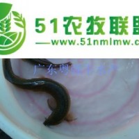 供應(yīng)泥鰍魚苗批發(fā)|泥鰍魚苗價格|淡水魚苗-粵強(qiáng)豐水產(chǎn)