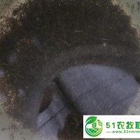湖南泥鰍養(yǎng)殖場，湖南泥鰍苗養(yǎng)殖與銷售，*提供泥鰍養(yǎng)殖技術(shù)