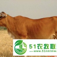 科左后旗肉牛銷(xiāo)售，科左后旗肉牛價(jià)格