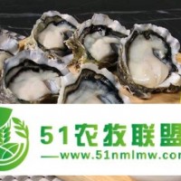 湛江生蠔批發(fā)一箱/生蠔批發(fā)市場/生蠔的食用方法