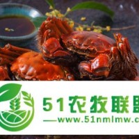 良好的高質(zhì)量的上海陽(yáng)澄湖大閘蟹胡氏蟹業(yè)好