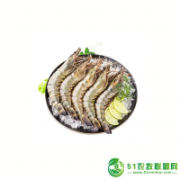 斑節(jié)蝦 黑虎蝦 草蝦專(zhuān)賣(mài)